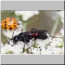 Anoplius viaticus - Wegwespe w001d 10mm -  OS-Hellern Waldwiese det.jpg